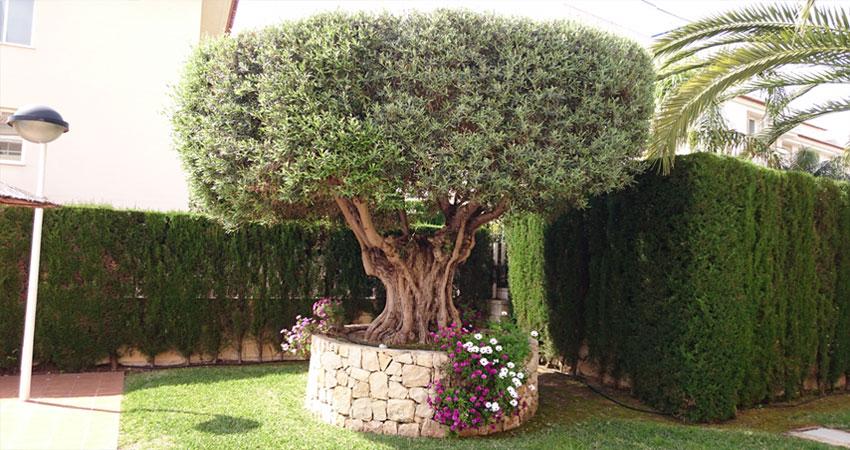 Poda ornamental de árboles, arbustos y setos en Jávea / Xàbia